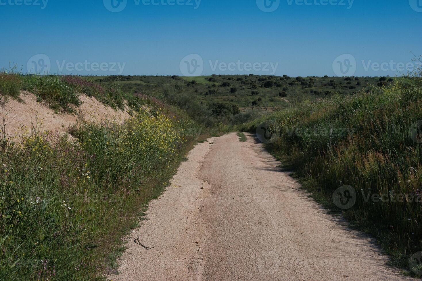Quiet dirt road winding through lush countryside under a clear blue sky in early spring photo