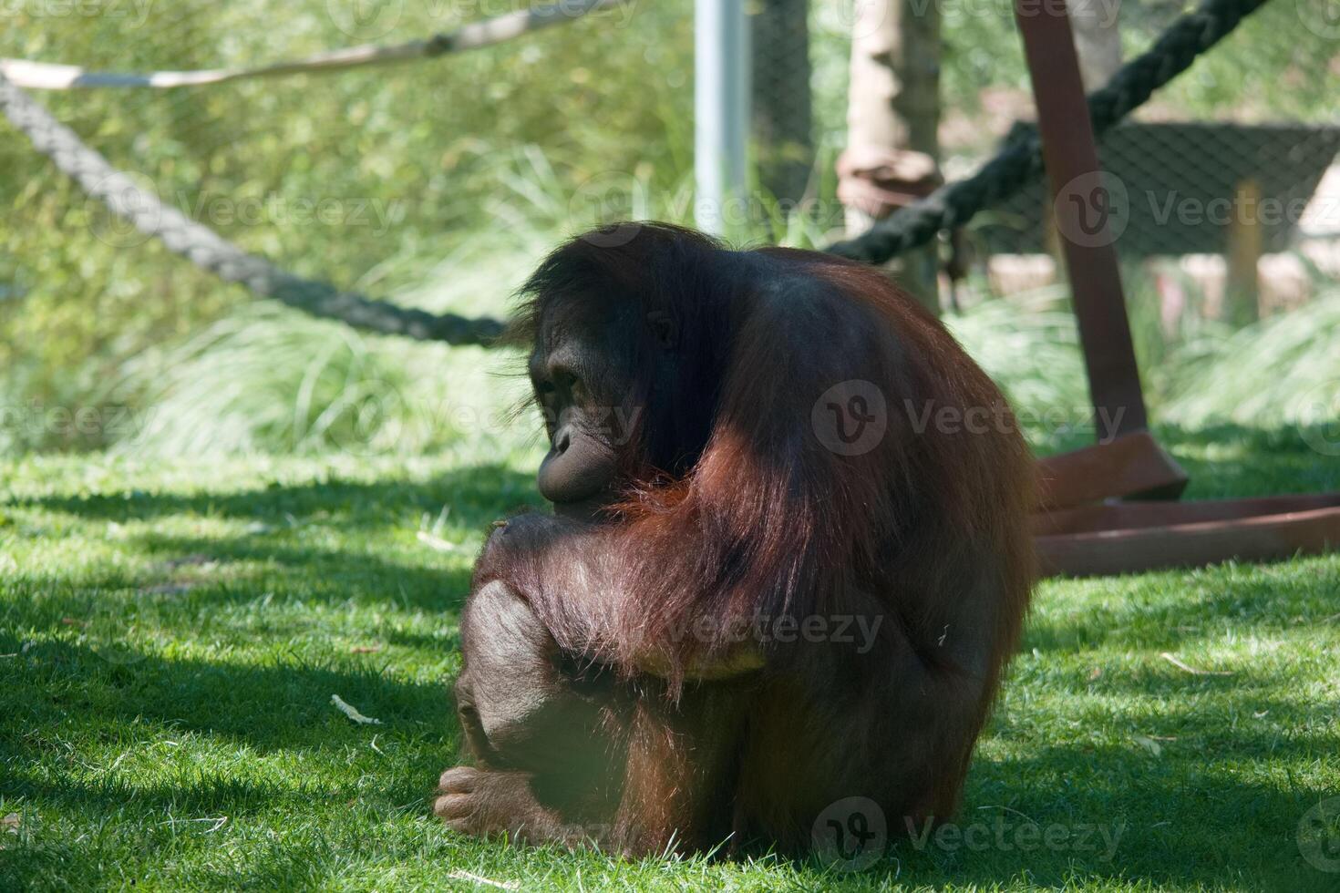 Orangutan resting quietly on green grass in a serene environment during daytime at the zoo photo