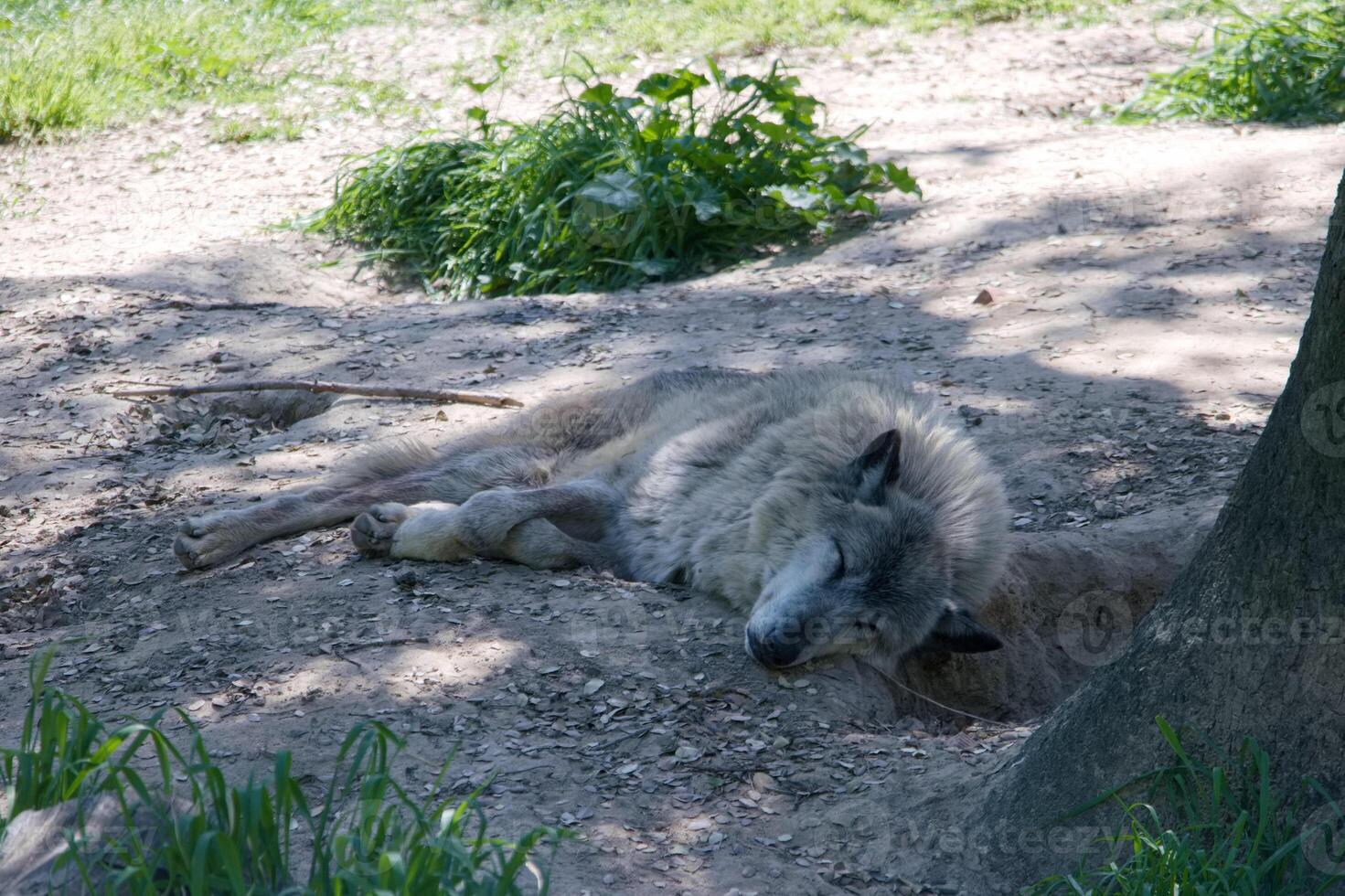Wolf resting peacefully on the ground in a natural habitat setting during a sunny day in the forest photo