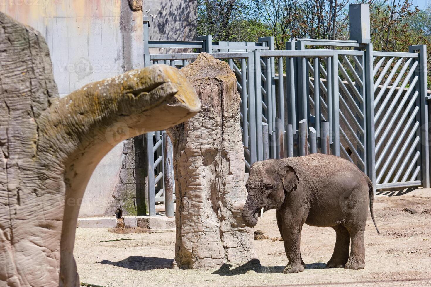 Young elephant explores a habitat with natural features in a sunny enclosure during midday photo
