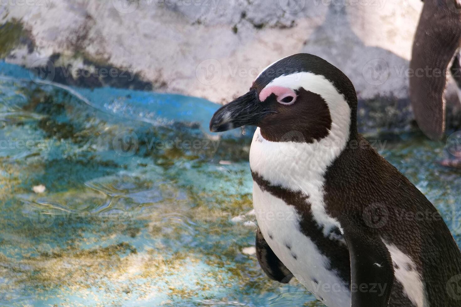 Penguin standing near water in a natural habitat setting during daytime at a zoo or wildlife sanctuary photo