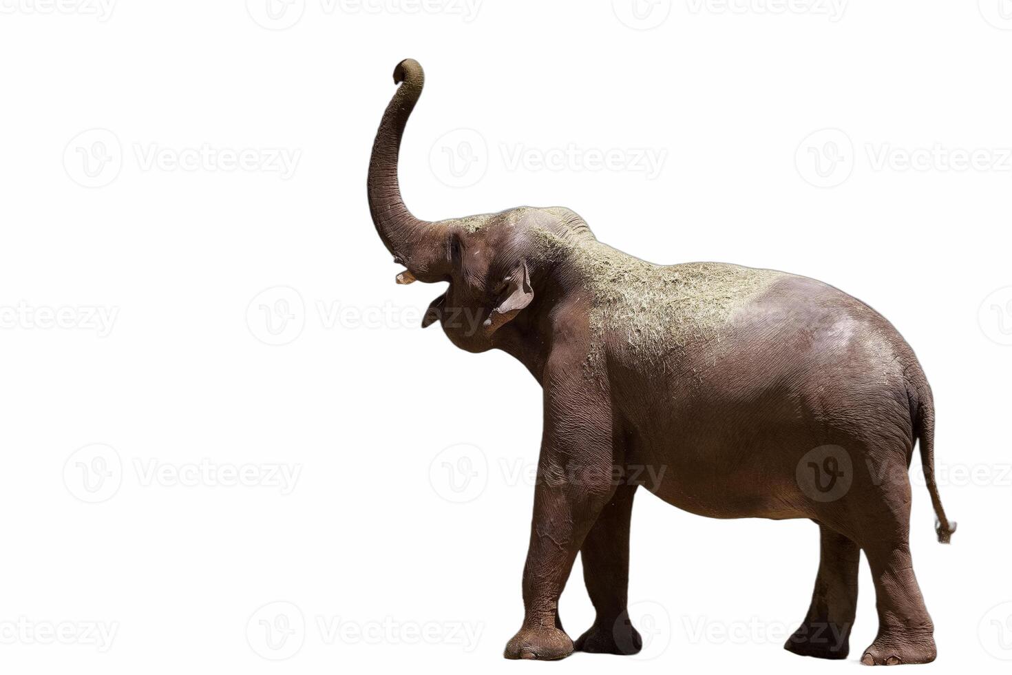 Large elephant with trunk raised in a natural habitat photo