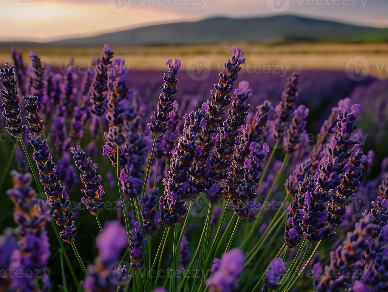 Lavender flowers in a field at sunset photo