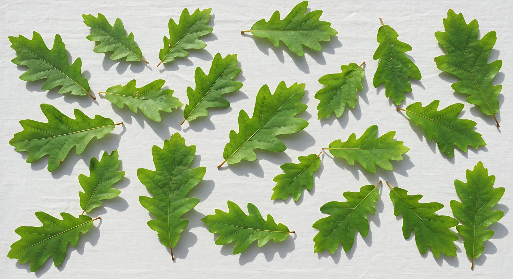 A Collection of Vivid Green Oak Leaves Arranged on a White Background photo