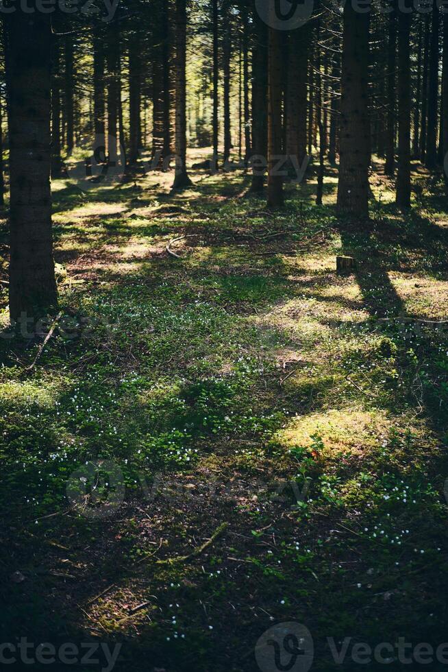 Blooming clover on forest ground in denmark photo