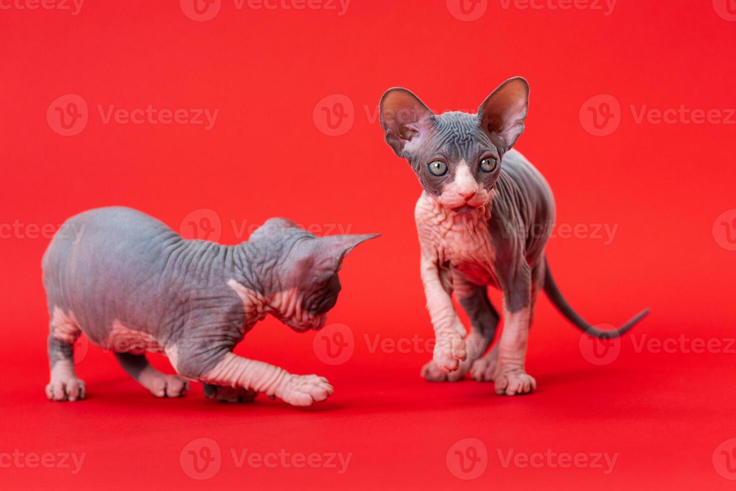 Two playful seven weeks old Canadian Sphynx kittens of blue and white color on red background. One of them is walking, other is standing and looking at camera. Full length. Studio shot. photo