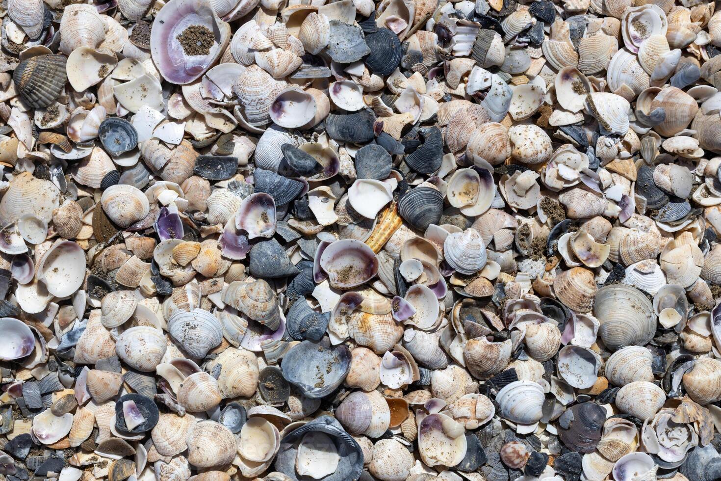 Sea Shells with Sand Particles on Beach photo
