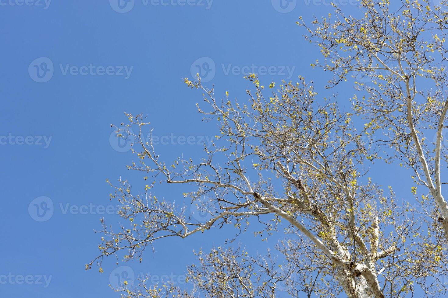 Bare Tree Branches against Blue Sky photo