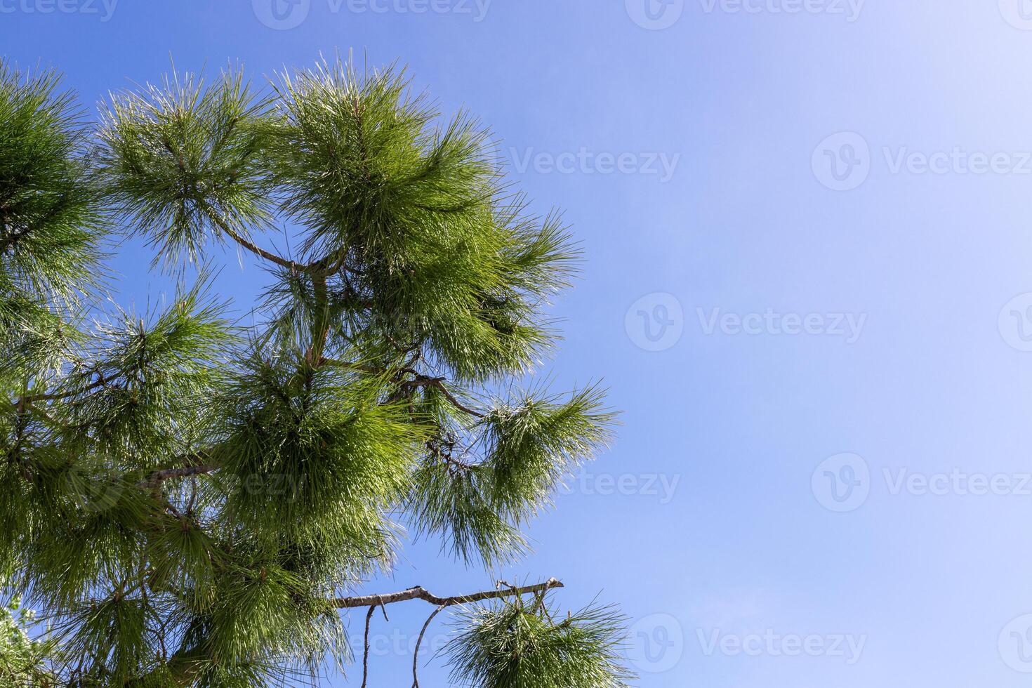 Pine Tree Branch Against Clear Blue Sky photo
