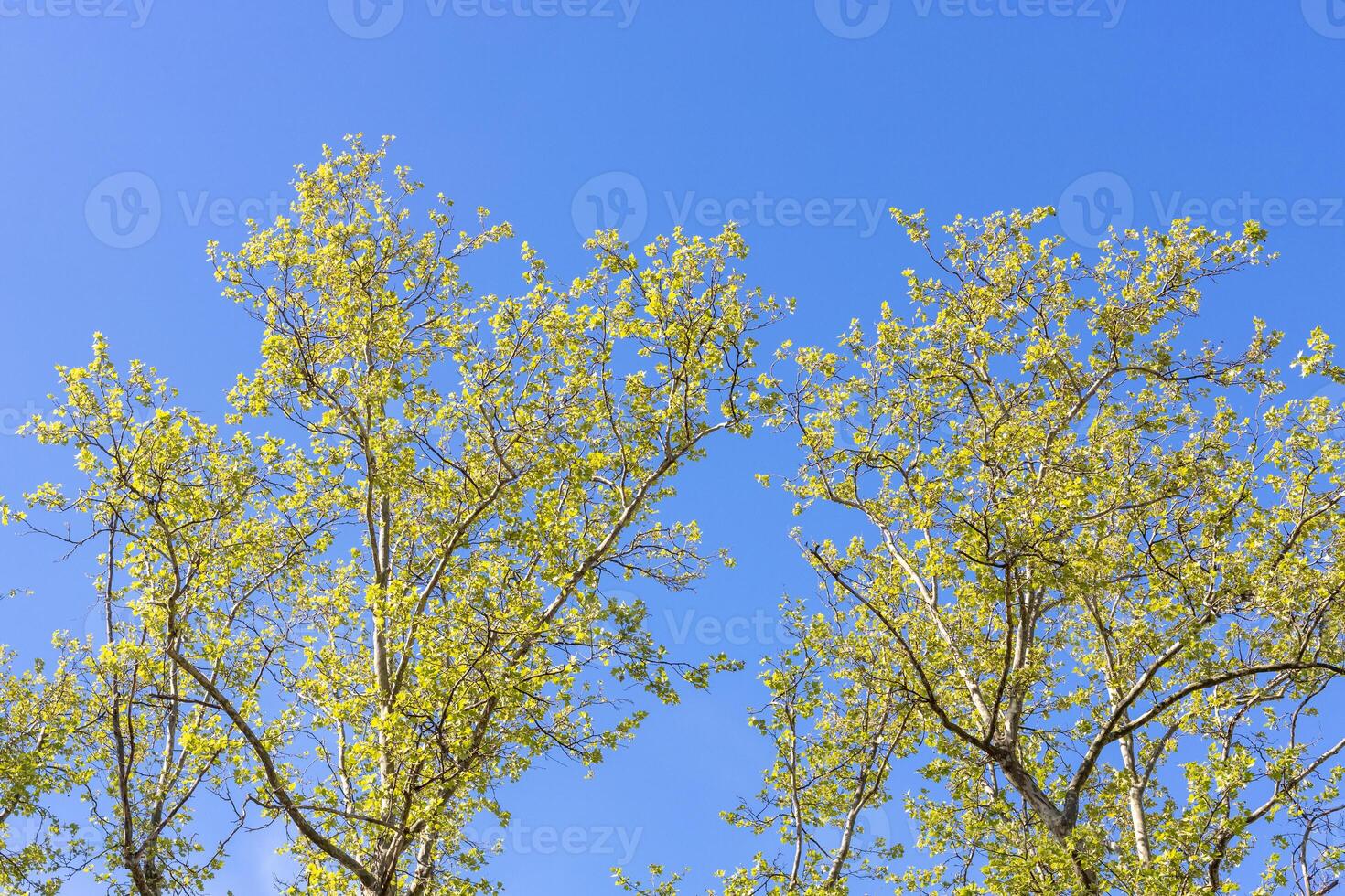 Tree Canopies with Spring Leaves and Blue Sky photo