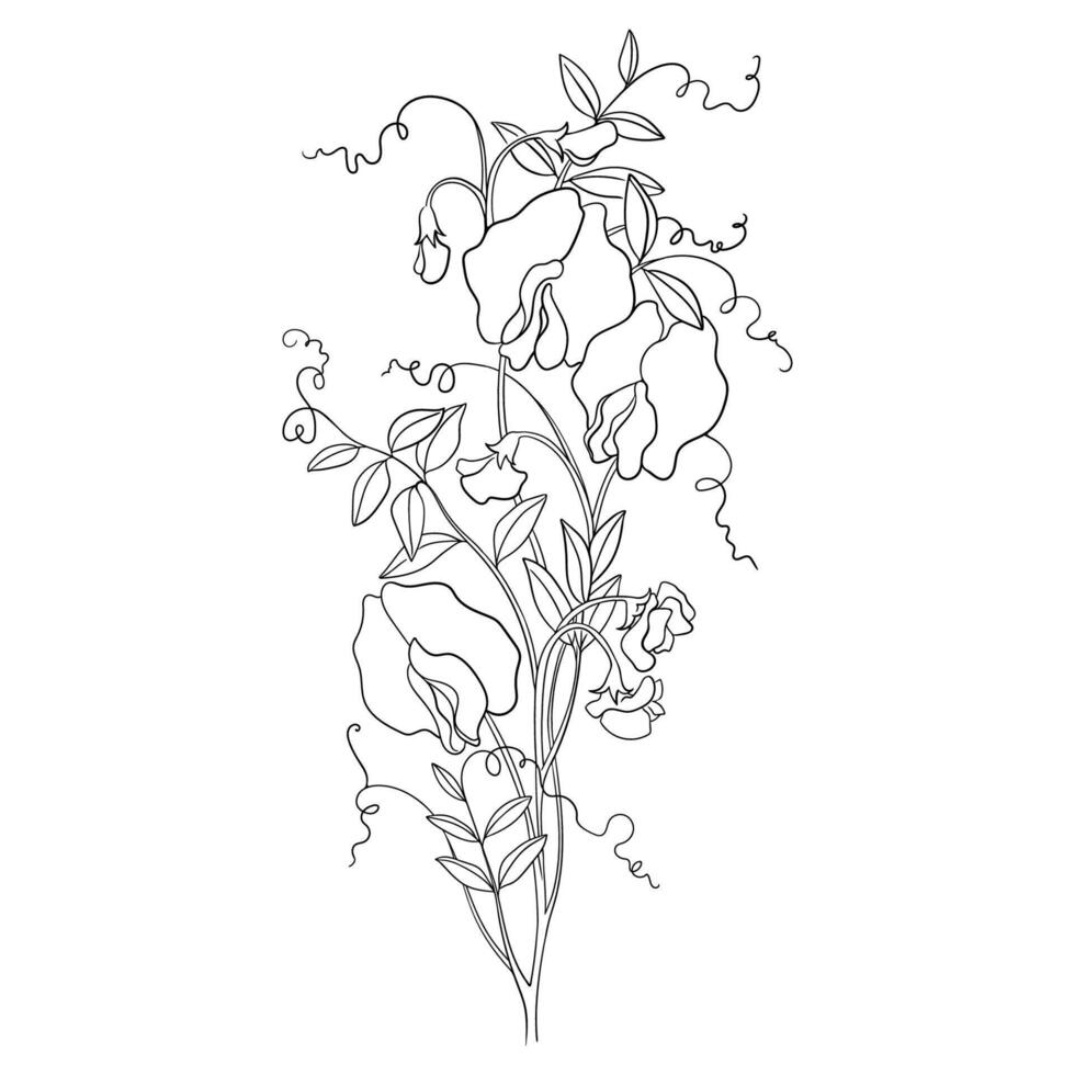 Linear Illustration of a Sprig of Flowering Sweet Pea vector
