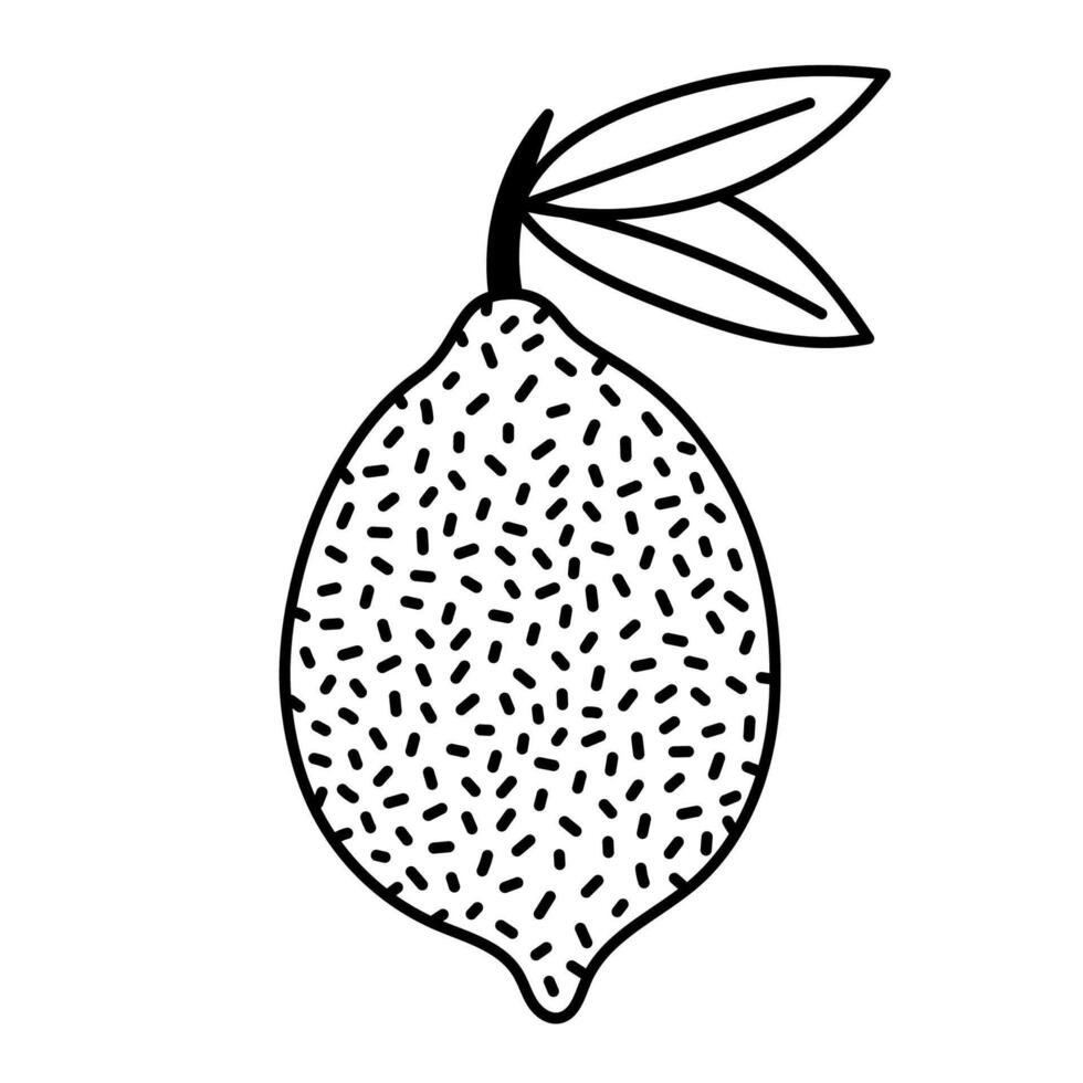 Lovely sketch textured lemon or lime on stem with leaves. Childish whole citrus fruit isolated on white. Summertime tropical lemon doodle for poster, card, packaging design, print. Organic food. vector