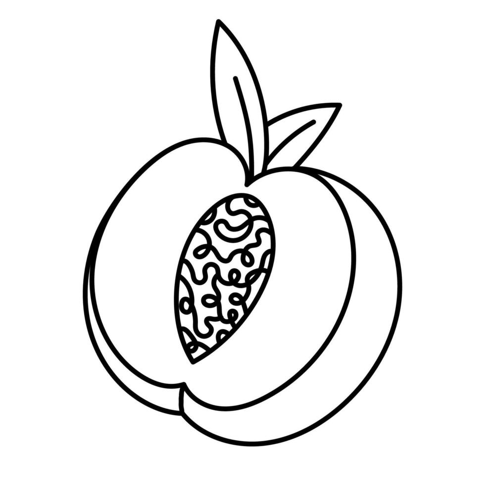 Lovely outline peach cut in half with pit and leaves. Childish summertime fruit from tropics with sweet juicy pulp isolated on white background. Trendy hand drawn doodle of vegetarian healthy food. vector