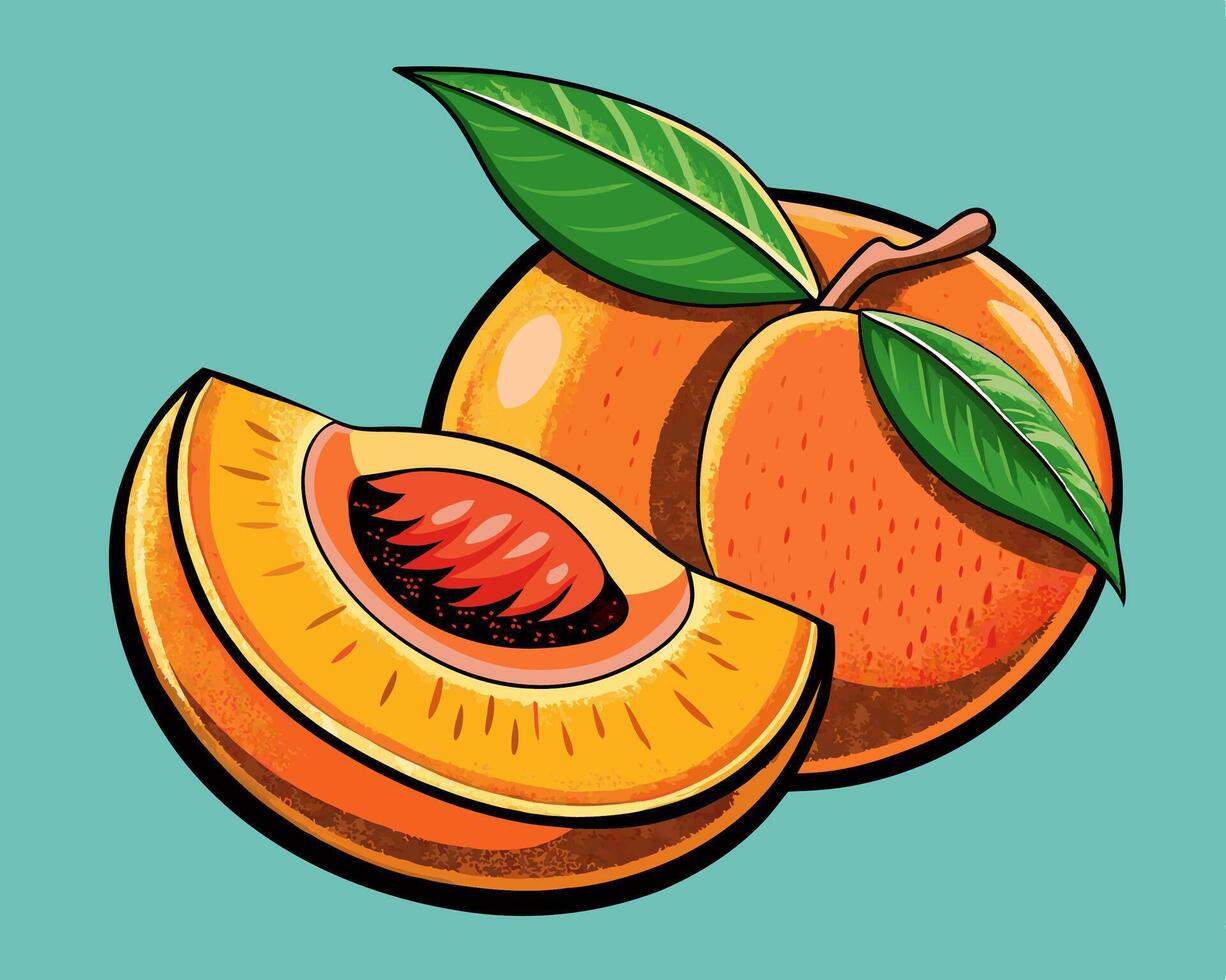 Peach half and whole, illustration vector