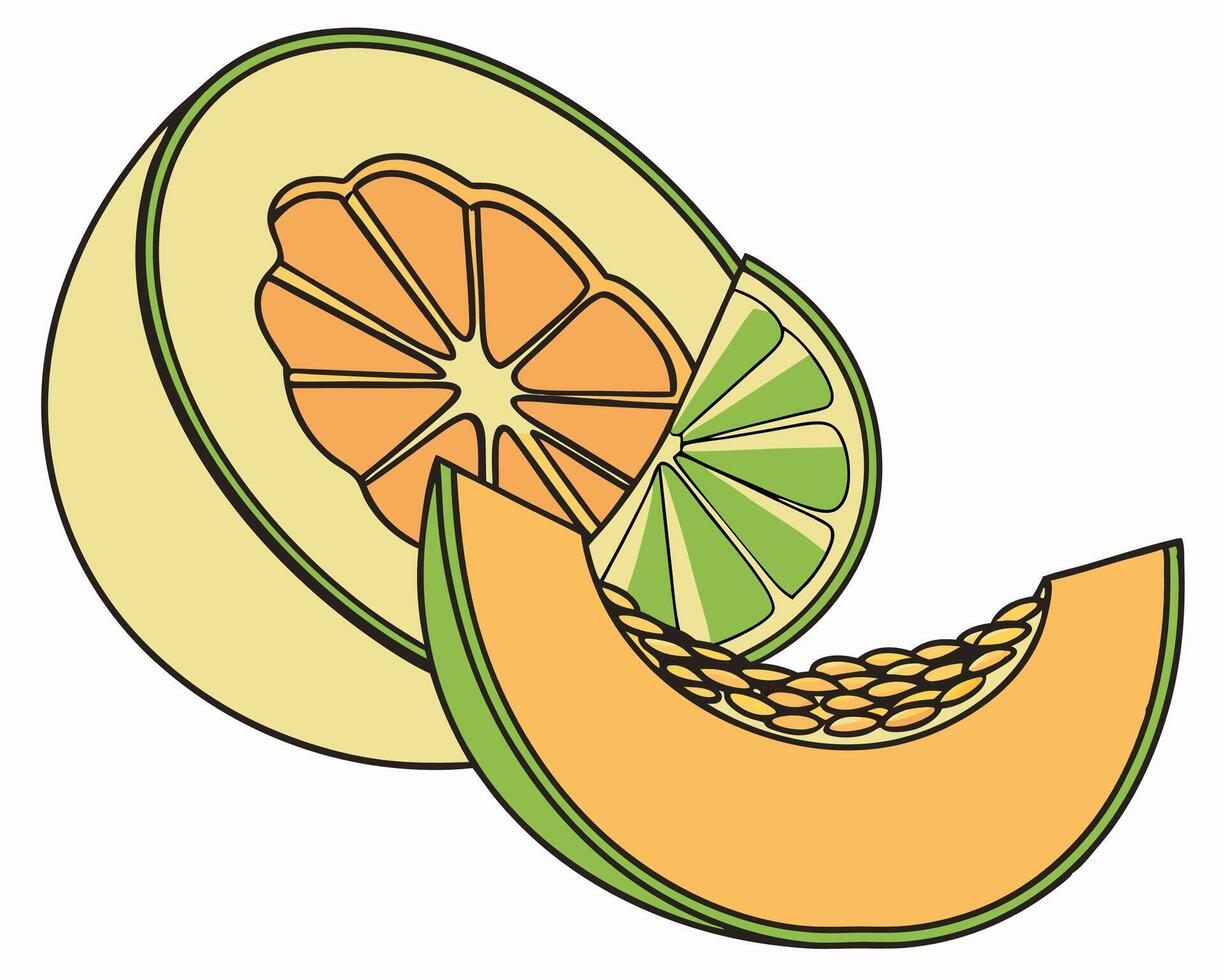 Cantaloupe Melon Slices Illustration vector