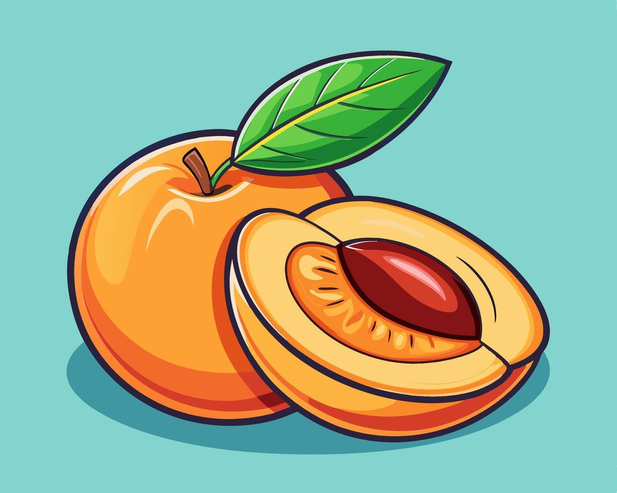 Apricot Illustration Whole and Halved Fruit vector