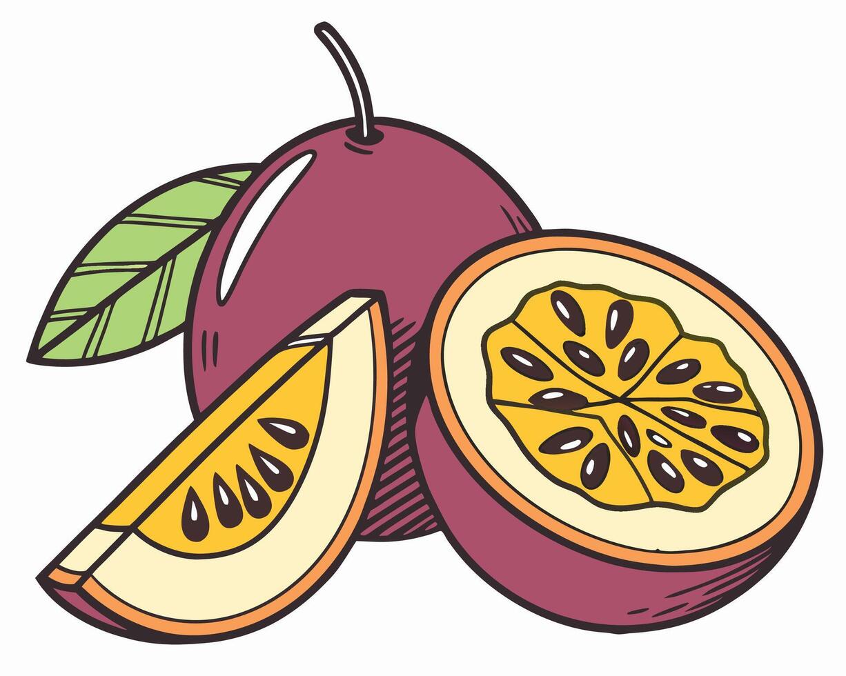 Passion Fruit Illustration Whole and Sliced vector