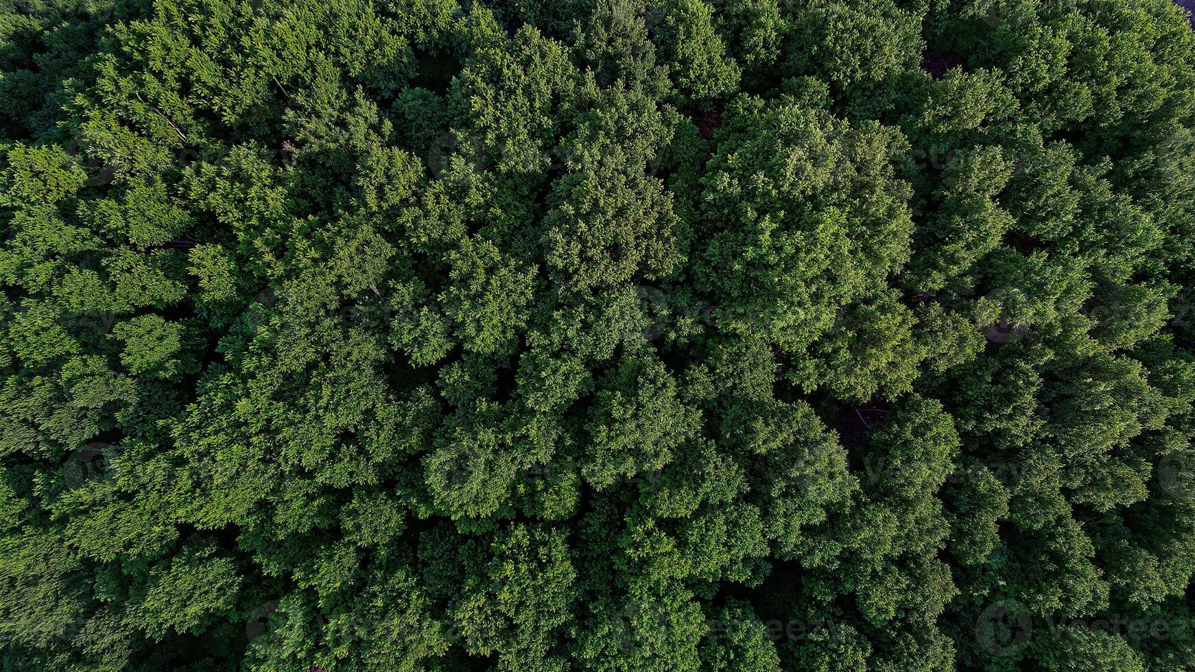 Aerial View of Dense Green Forest Canopy photo