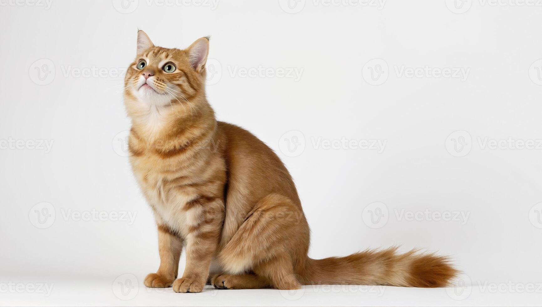 Ginger Tabby Cat Isolated On White Background photo