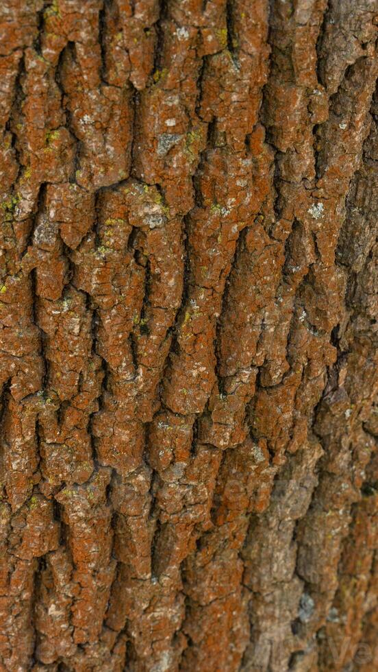 Close Up Texture of Rough Tree Bark photo