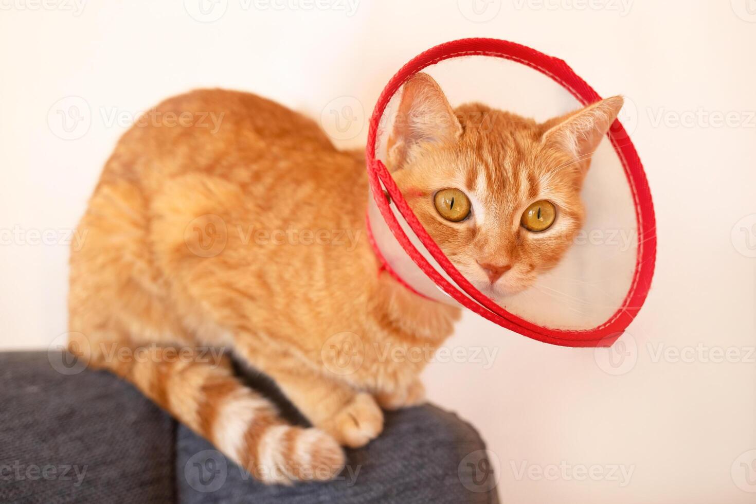surprised ginger cat after surgery, in medical collar cone sitting on the back of a sofa photo