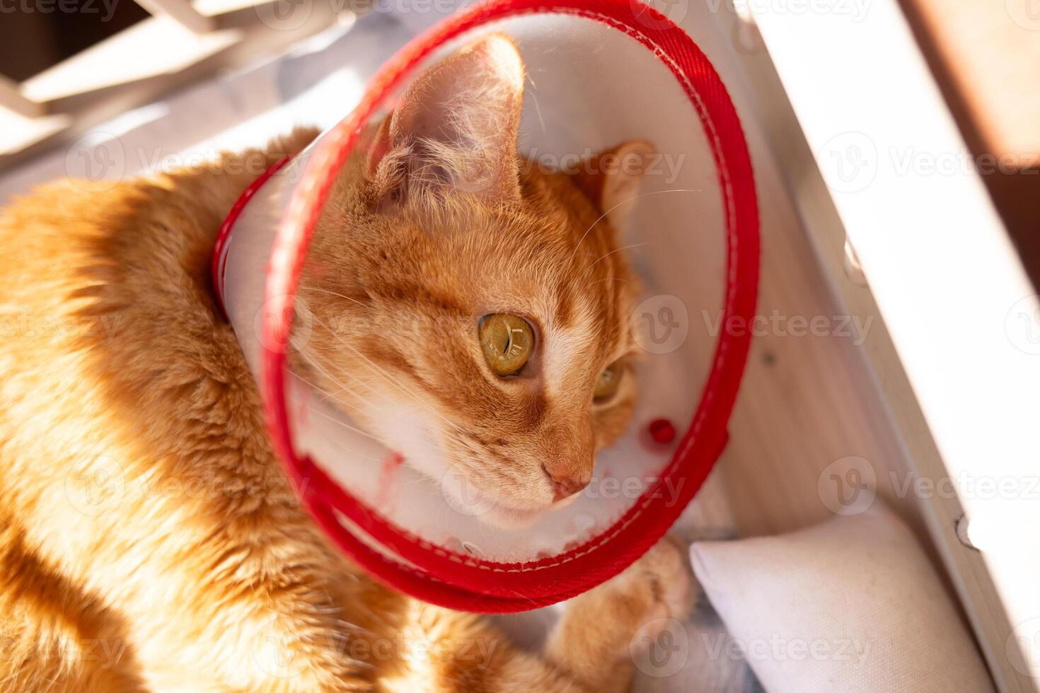 Close-up portrait of a cat after surgery, in a medical cone collar photo