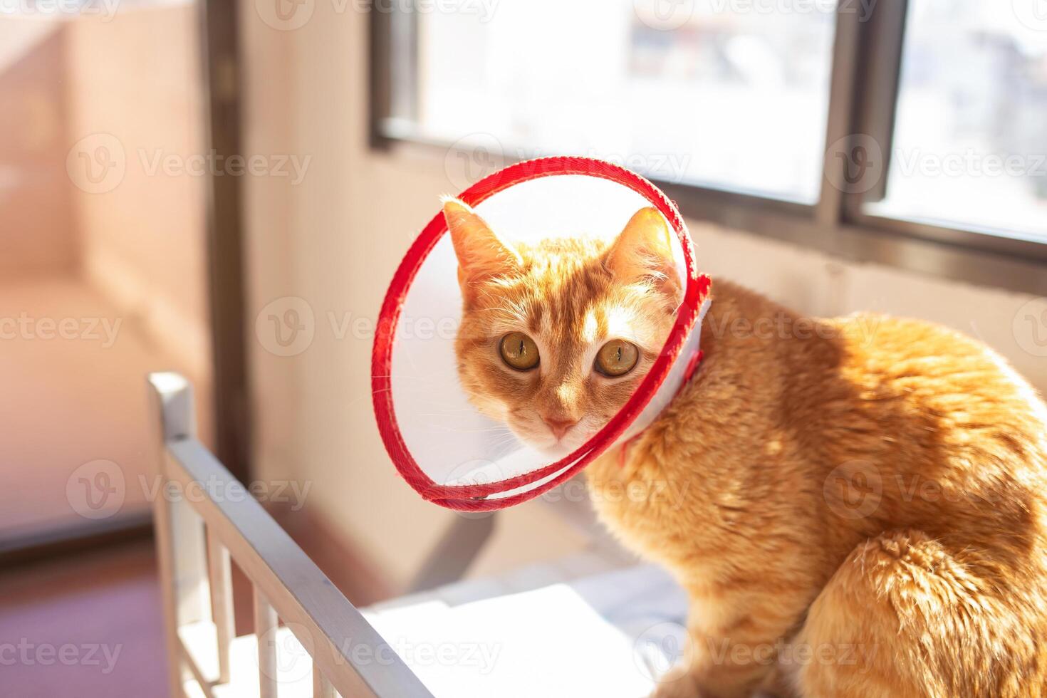 Cat with a collar sitting on a bed in a sunlit room during the afternoon photo