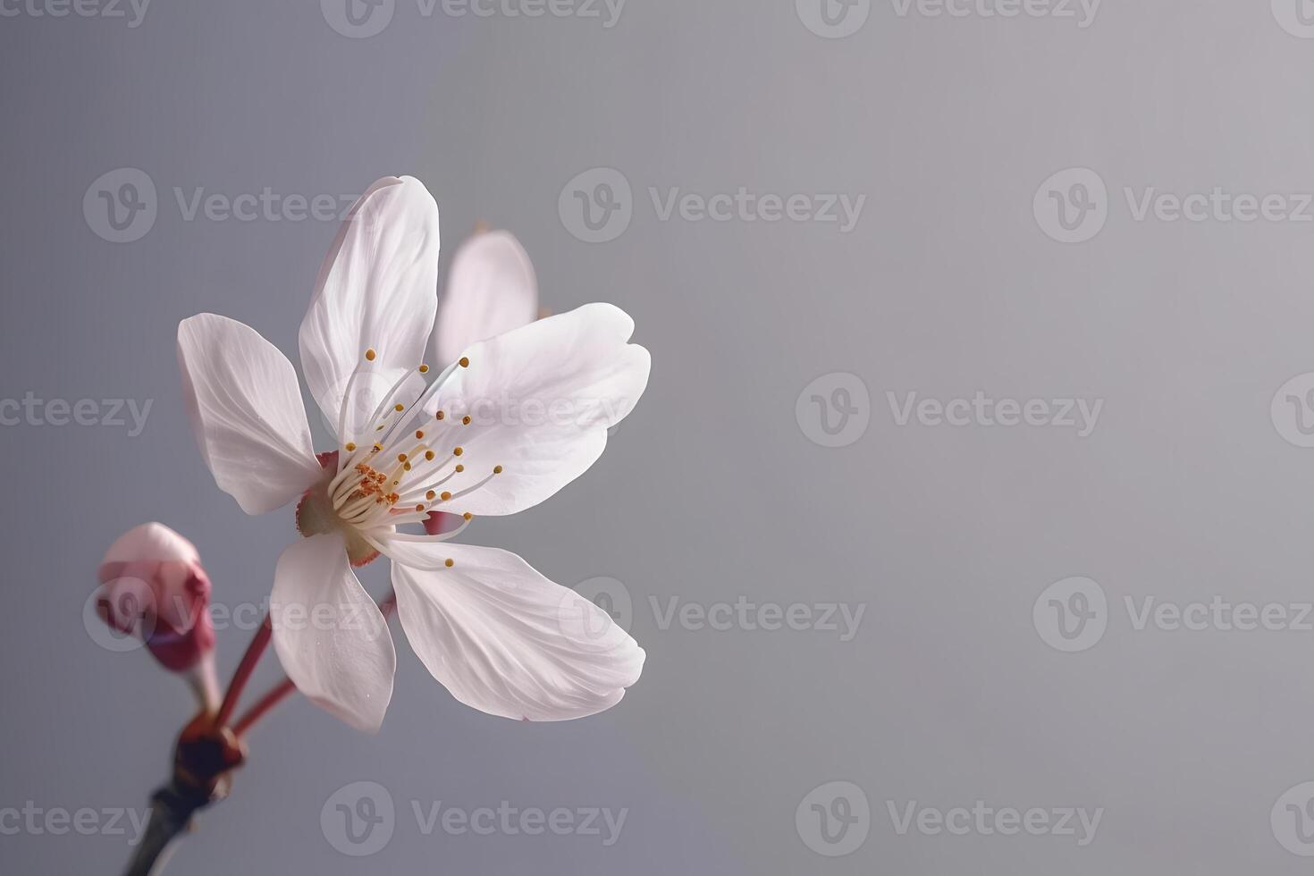 Delicate White Flower Blossoms Gracefully on a Branch, Displaying Exquisite Petals and Vibrant Stamens Against a Soft Grey Background. Springtime's Gentle Arrival, Nature's Artistry in Full Bloom. photo