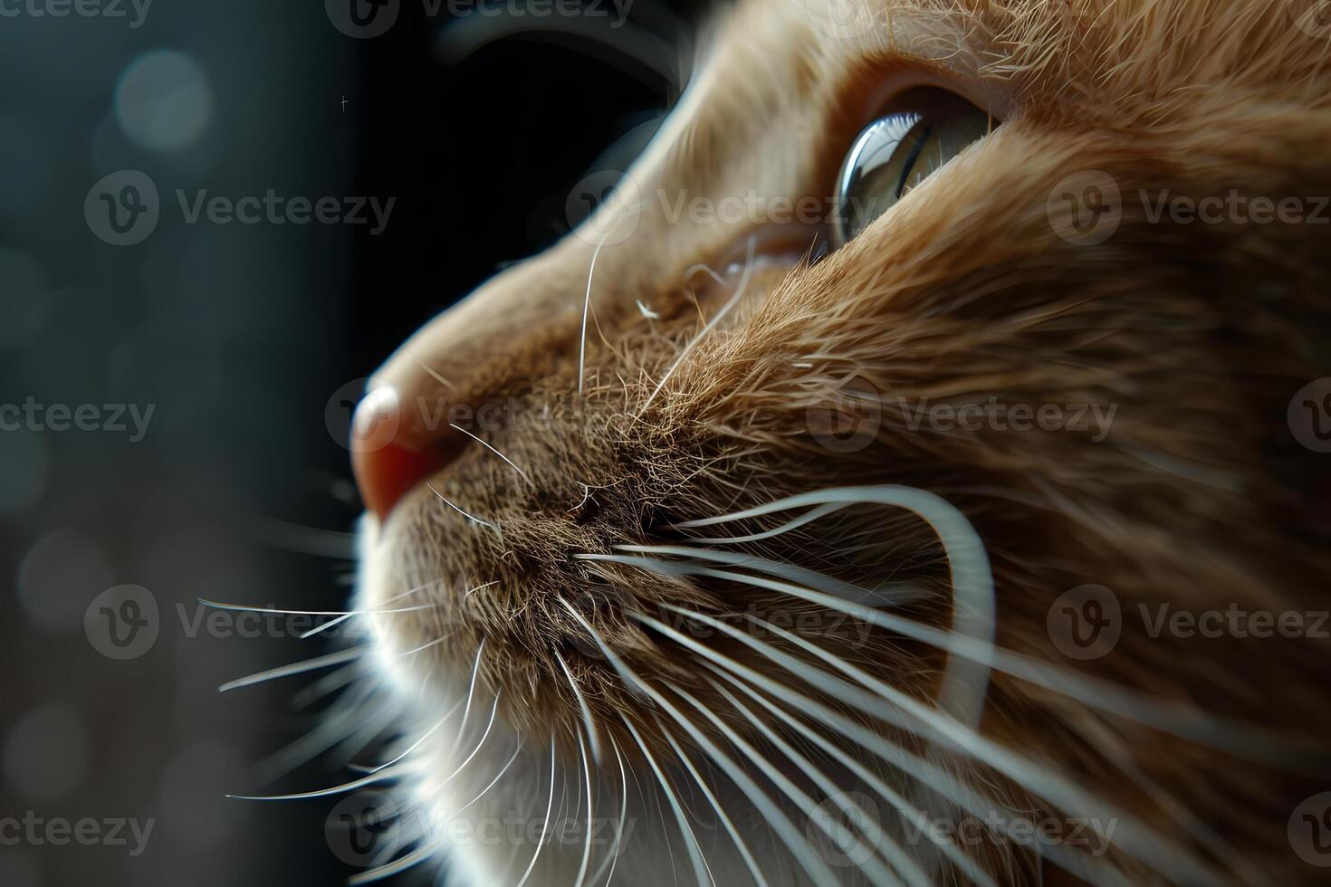 Close-Up View of a Ginger Cat's Face, Whiskers, and Eyes Detailed Look at Feline Features, Textures, and Colors Exploring the Beauty of Domestic Animals with Stunning Macro Photography. photo