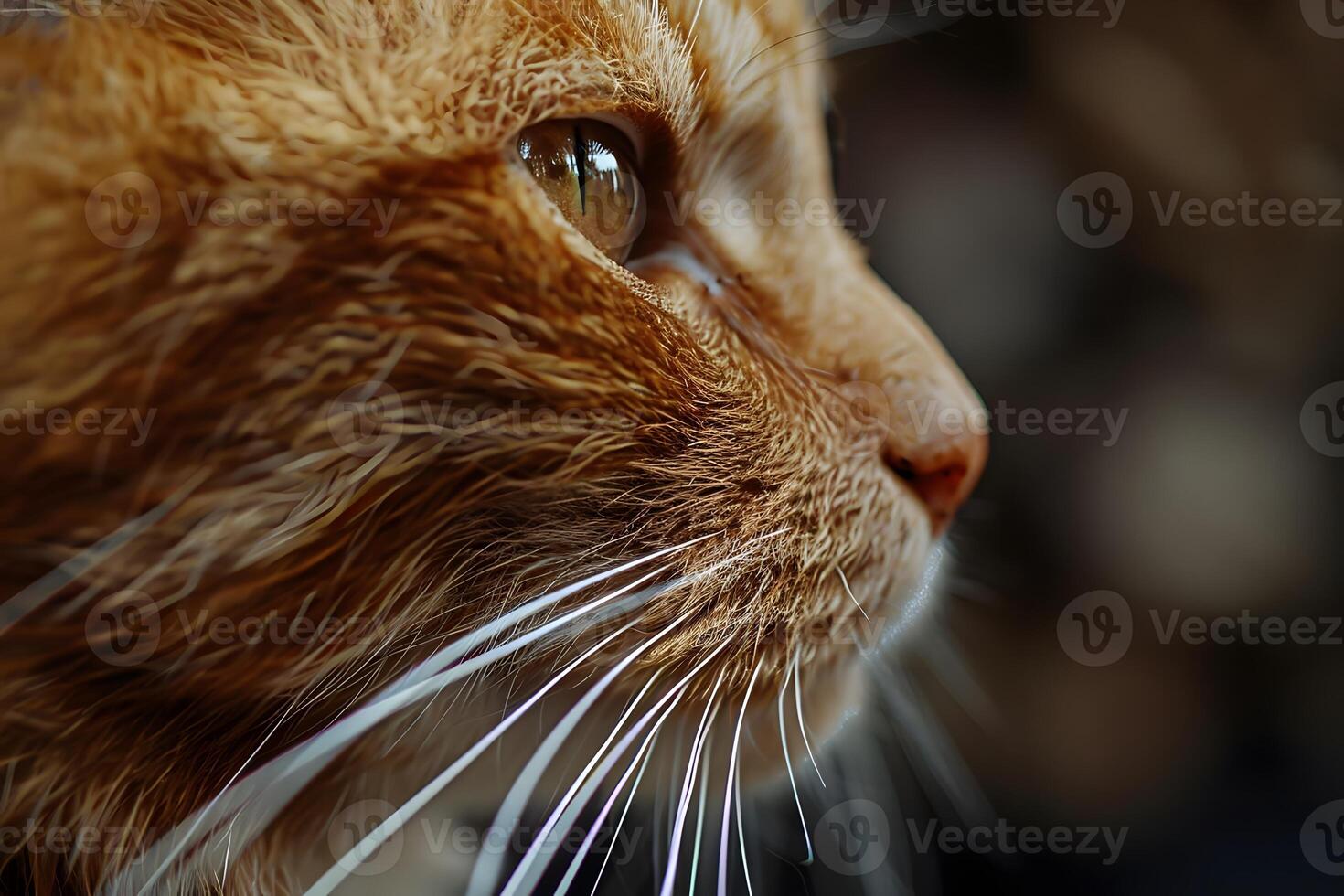 Orange Tabby Cat Profile Close-Up View of Fur, Whiskers, and Eye, Showing Detailed Texture and Color, Captivating Beauty of Feline Features, Domestic Animal Portrait. photo