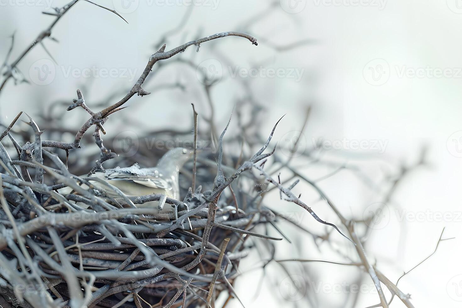 Winter Bird Nest A Frozen Avian Sanctuary in a Thorny Embrace, Cold Weather Wildlife Habitat, Bird's Winter Survival Strategy photo