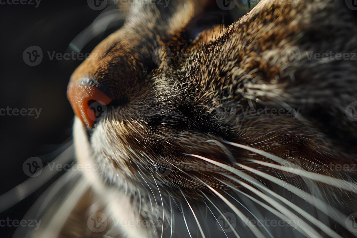 Close-Up View of a Cat's Whiskers and Nose, Detailed Texture and Fur, Illuminating the Cat's Sensory System, Displaying the Beauty of Feline Anatomy, Demonstrating Nature's Exquisite Design. photo