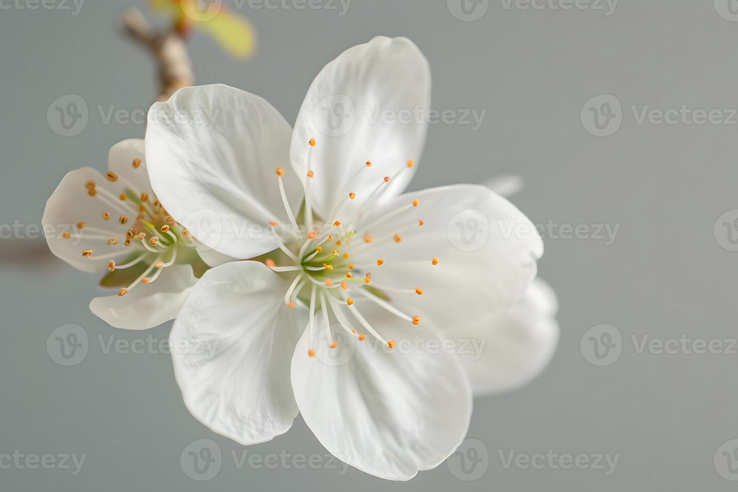 Close-Up View of Delicate White Flower Blossoms Blooming in Springtime, Showcasing the Intricate Details of Petals and Stamens, a Symbol of Renewal and Natural Beauty. photo