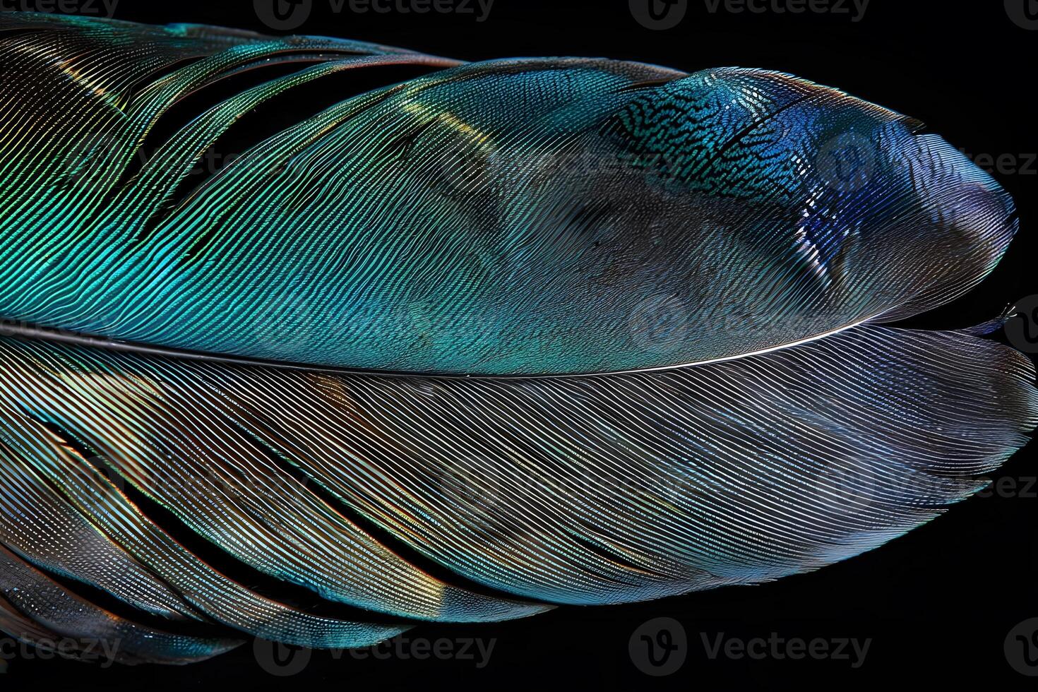 Exploring the Intricate Structure of a Bird Feather A Detailed Examination of Barbs, Barbules, and Rachis, Revealing the Avian Feather's Microscopic Beauty with Stunning Close-Up Photography photo