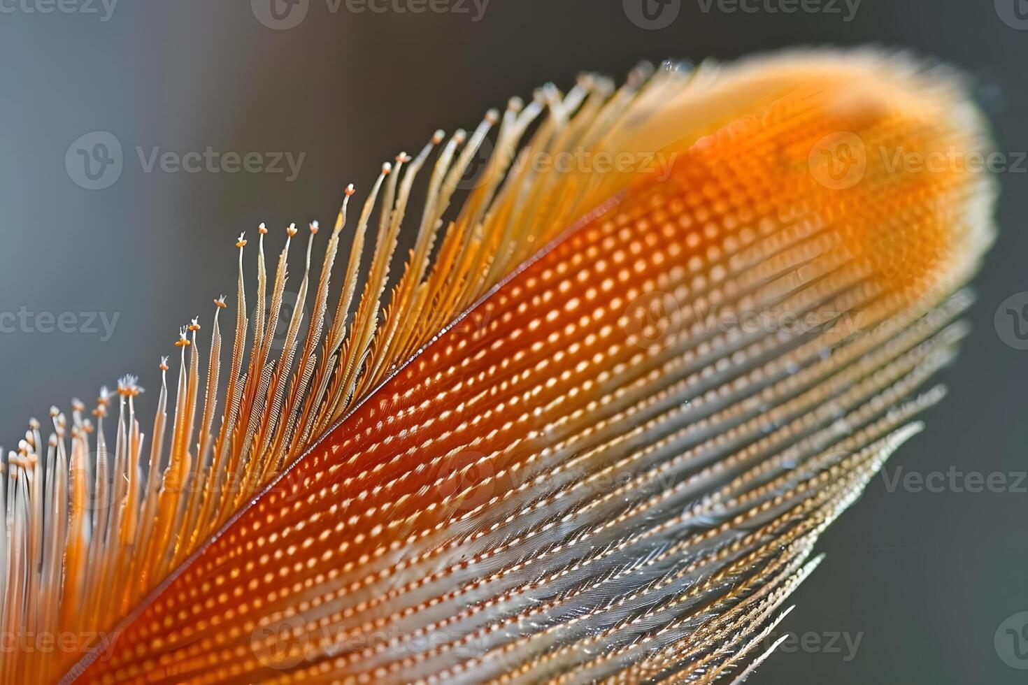 Detailed Exploration of Bird Feather Structure Microscopic View Reveals Intricate Barbule and Barb Design with Stunning Orange Hues, Showcasing Natural Beauty and Avian Anatomy Up Close. photo