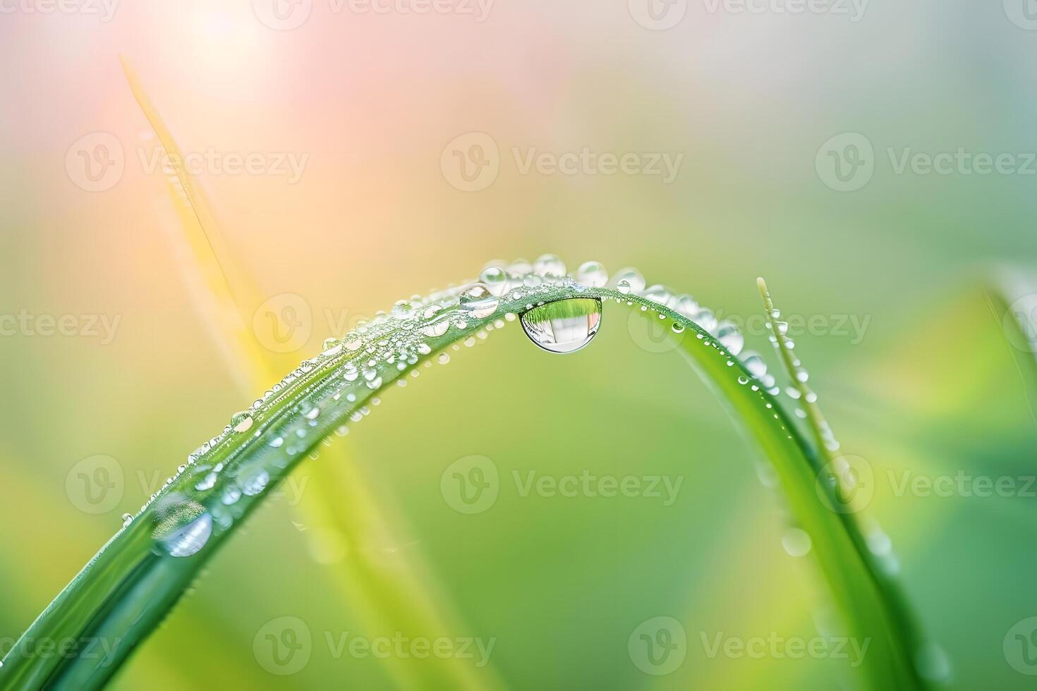 Nature's Dewdrops A Close-Up Look at Water Droplets Adorning Vibrant Green Blades of Grass in the Early Morning Sunlight, Showcasing the Beauty of Nature's Details and the Serenity of a Fresh New Day. photo