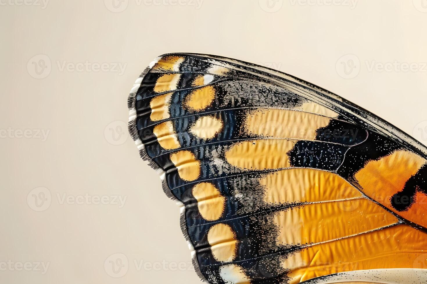 Close-Up Butterfly Wing Detailed Examination of Scales, Veins, and Patterns, Reveals Nature's Intricate Design with Stunning Color and Texture photo