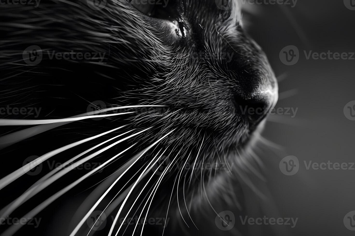 Close-Up Black Cat Whiskers Exploring Feline Anatomy, Sensory Perception, and the Beauty of Nature's Design in Stunning Monochrome Photography. photo