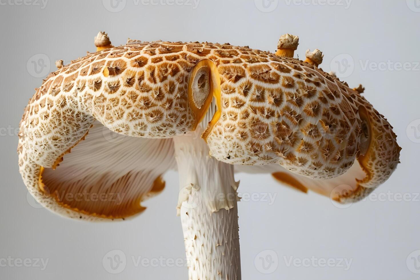 Close-Up Detailed View of a Unique Mushroom Cap, Exhibiting Intricate Patterns and Textures in Nature's Design, with a Focus on the Cap's Surface, Showing the Stunning Hues of Brown and White photo