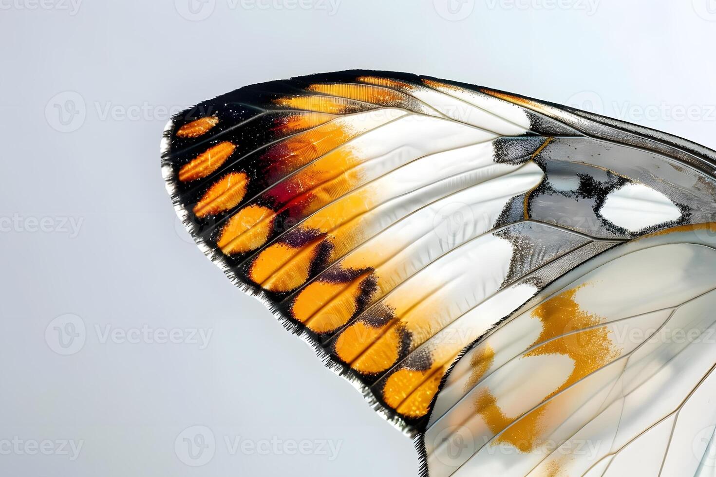 Close-Up View Reveals Intricate Butterfly Wing Details Orange, White, and Black Patterns in Nature's Exquisite Design, a Detailed Macro Shot Showcasing the Beauty of Insect Wings. photo