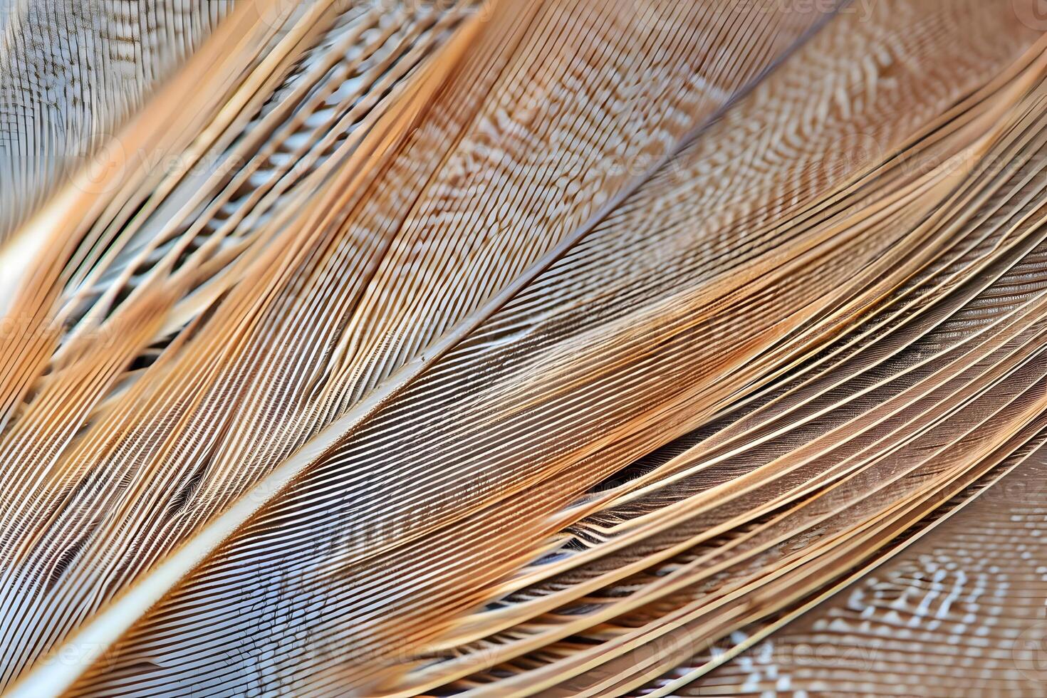 Exploring the Intricate Structure and Beauty of Bird Feathers A Close-Up Look at Avian Plumage, Revealing the Natural Design and Color Variations in Detail with Breathtaking Clarity. photo