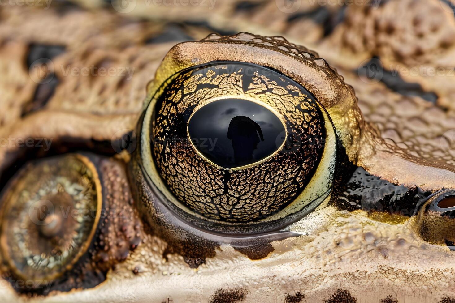 Exploring the Intricate Details of a Frog's Eye A Close-Up Macro View Revealing Complex Textures and Patterns of Nature's Masterpiece, Showcasing the Beauty and Wonder of Amphibian Vision. photo