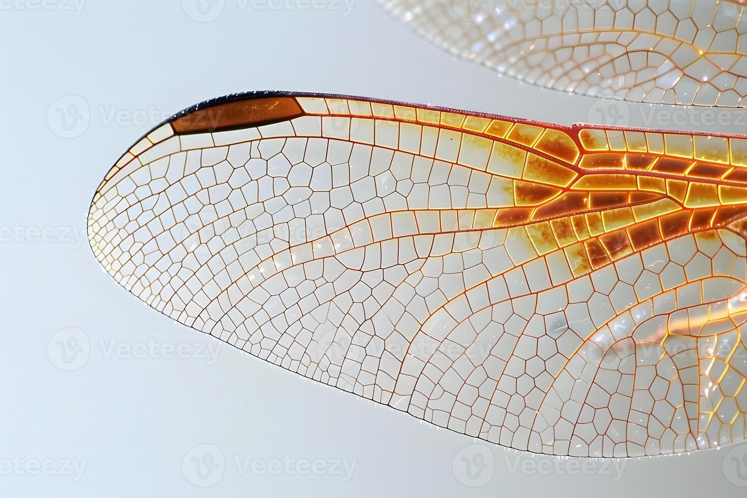 Dragonfly Wing's Intricate Network A Close-Up Look at the Veins and Cells of a Dragonfly's Wing, Revealing Nature's Complex Design with Stunning Detail and Clarity. photo