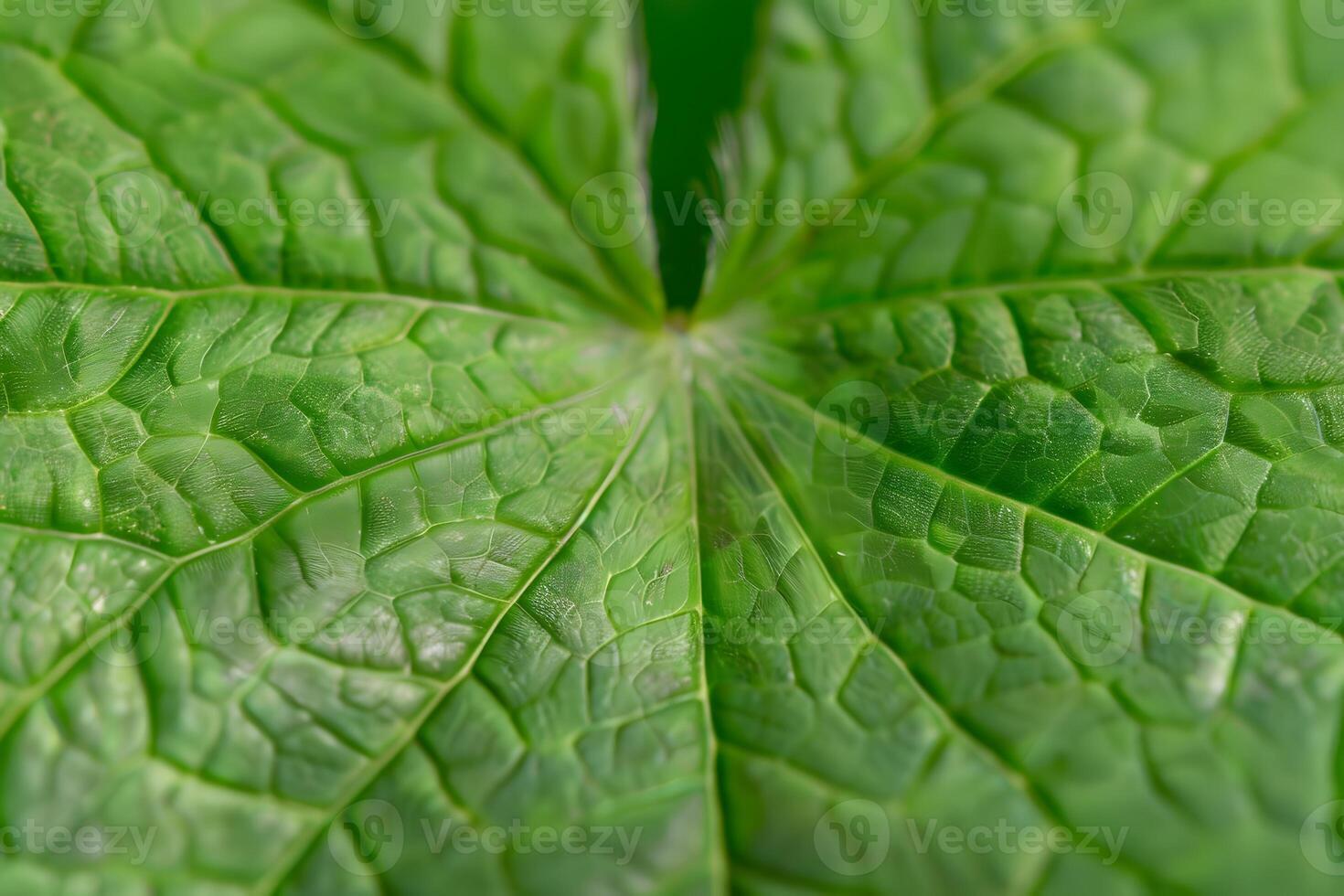 Exploring the Intricate Veins and Textures of a Lush Green Leaf, Revealing Nature's Complex Design with Stunning Close-Up Detail and Vibrant Color, Showcasing the Beauty of Botany. photo