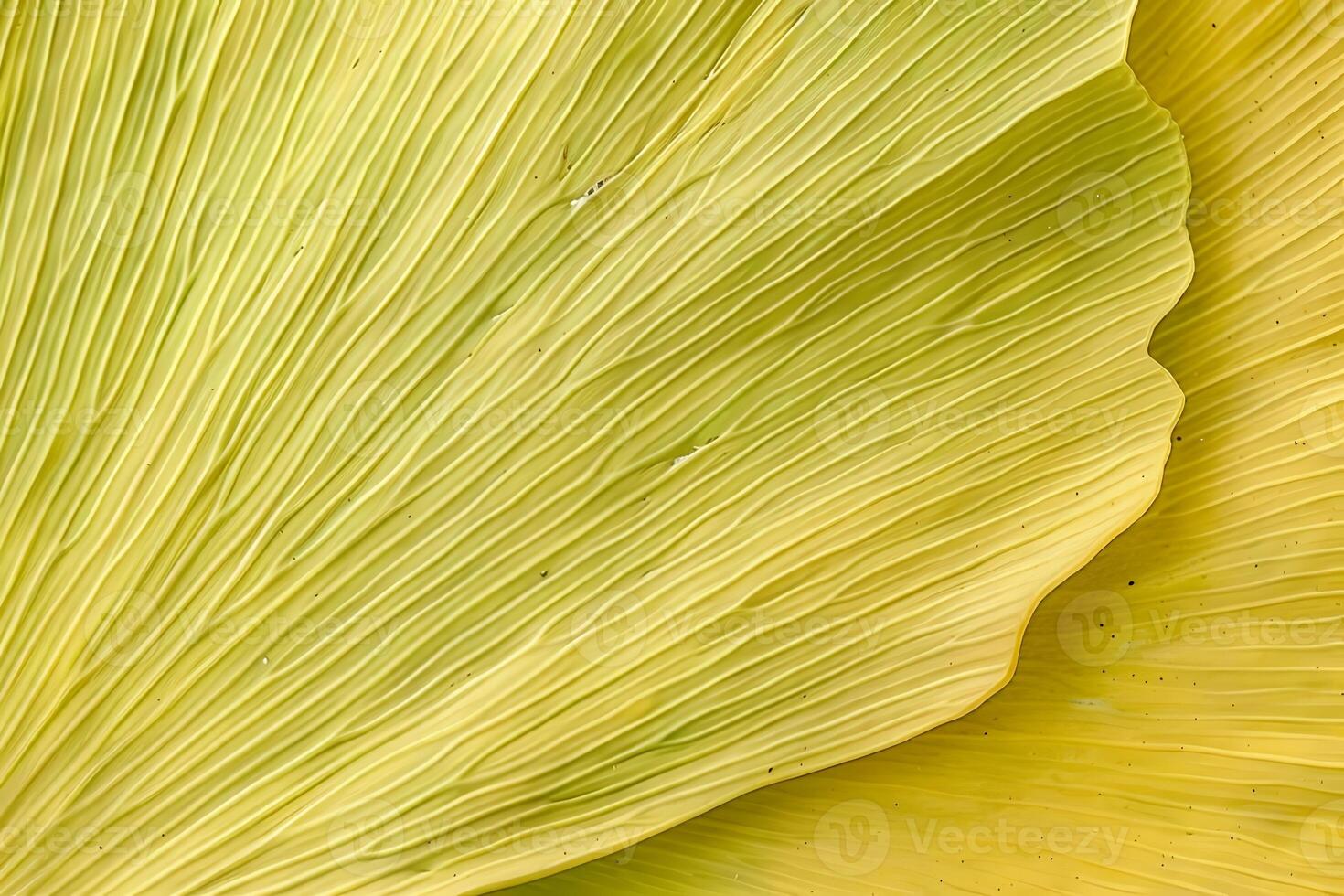 Exploring the Intricate Veins A Close-Up Look at the Parallel Venation of a Striking Yellow Leaf, Revealing Nature's Artistic Detail in Botanical Beauty with Detailed Texture. photo