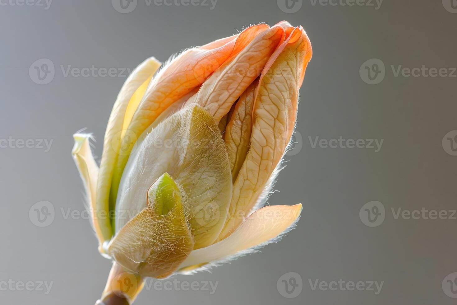 Unfolding Petals A Close-Up View of a Delicate Flower Bud, Revealing Nature's Intricate Design with Exquisite Detail and Vibrant Hues, Showcasing the Beauty of Botanical Wonders. photo