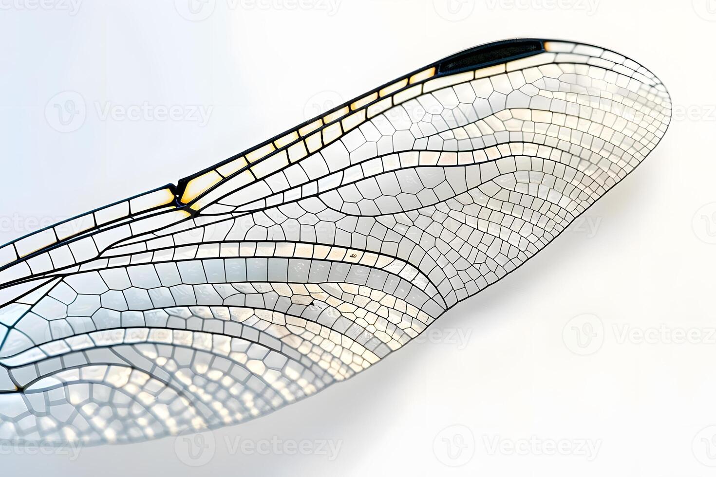 Dragonfly Wing's Intricate Network A Close-Up Study of its Veins and Cells, Revealing Nature's Geometric Marvel in Stunning Detail, Exhibiting the Beauty of Insect Anatomy. photo