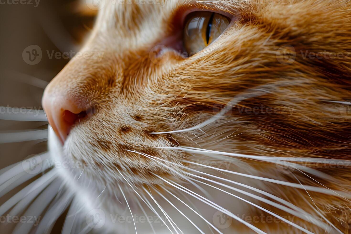 Close-Up of Ginger Cat's Face Reveals Whiskers, Fur, and Eyes A Detailed Look at Feline Features, Textures, and Colors Exploring the Anatomy of a Domestic Cat Up Close. photo