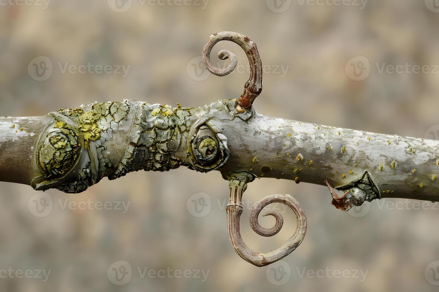 Nature's Spiral Observing the Intricate Swirls of a Plant's Branch, a Botanical Wonder with Unique Texture and Form in Detailed Close-up Photography. photo