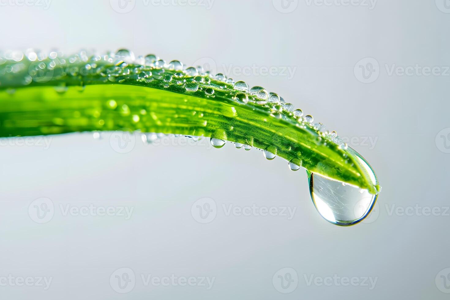 Water Droplets Adorning a Vibrant Green Leaf, Cascading Downward in a Mesmerizing Display of Nature's Beauty, Showcasing the Purity and Refreshment of Dew, Embracing the Tranquility of Early Morning. photo